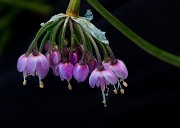 Allium cernuum - Nodding Onion 14-1934_1